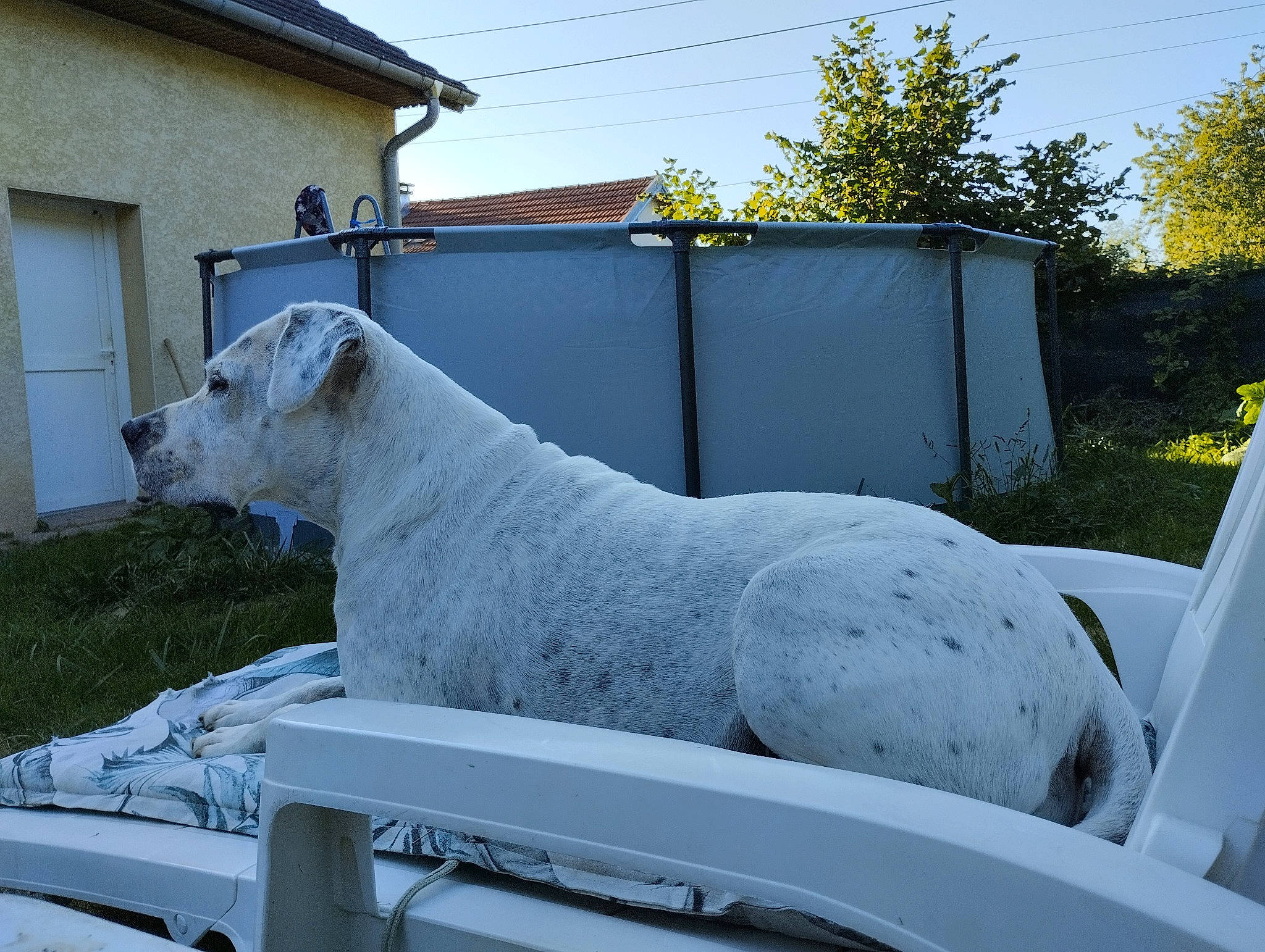 Mylla a rejoint le concours — aidez-le/la à gagner de superbes lots ! building, canidae, carnivore, companion_dog, dog, dog_breed, door, gas, grass, guard_dog, landscape, plant, roof, sky, snout, tail, terrestrial_animal, tree, windshield, working_animal