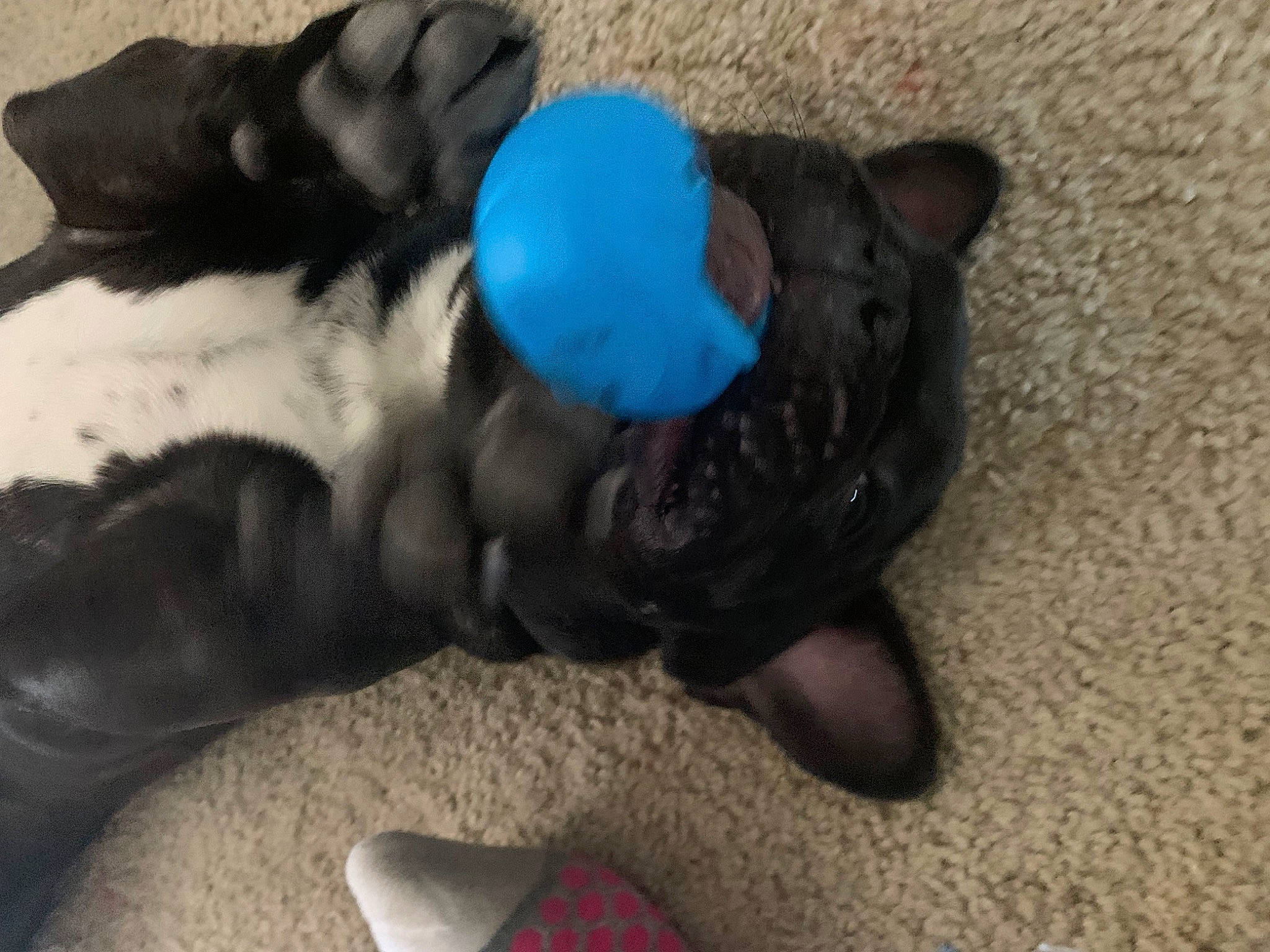 Rocky joined the competition — help win amazing prizes! canidae, carnivore, comfort, companion_dog, dog_breed, electric_blue, fawn, felidae, foot, fur, hat, human_leg, small_to_medium_sized_cats, snout, sporting_group, stuffed_toy, tail, toy, whiskers, working_animal