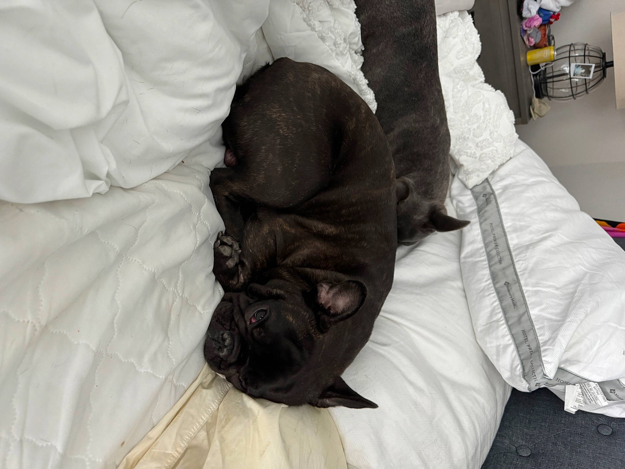 Rocky is registered to the contest to win money with this photo: bulldog, canidae, carnivore, comfort, companion_dog, dog, dog_breed, fawn, flooring, fur, linens, liver, pug, reflex_camera, snout, sporting_group, terrestrial_animal, toy_dog, working_animal, wrinkle