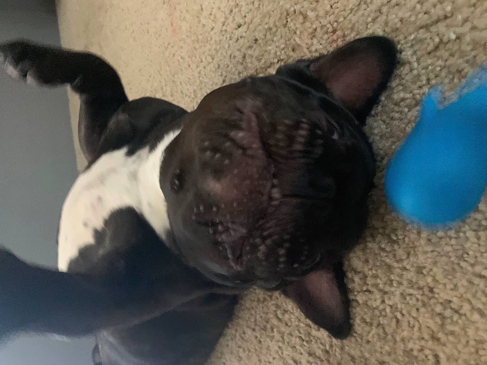 Rocky is registered to the contest to win money with this photo: boston_terrier, bulldog, carnivore, comfort, companion_dog, dog, dog_breed, ear, electric_blue, fawn, french_bulldog, pug, snout, sporting_group, tail, terrestrial_animal, toy, toy_dog, whiskers, working_animal