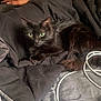 Onyx joined the competition — help win amazing prizes! black_cat, cat, animal, pet, feline, green_eyes, fur, resting, blanket, bed, cables, indoor, cozy, relaxed, domestic, sleepy, whiskers, tail, comfort, arm
