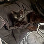 Onyx is registered to the contest to win money with this photo: cat, black_cat, pet, animal, indoor, blanket, fabric, cable, cozy, fur, lying_down, resting, domestic_animal, cute, eyes, whiskers, tail, soft, comfort, relaxed