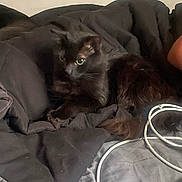 Onyx is registered to the contest to win money with this photo: black_cat, cat, pet, animal, feline, bed, blanket, fur, domestic_animal, indoor, resting, cozy, fur_texture, whiskers, alert, cable, cord, soft, sleepy, relaxed