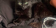Onyx is registered to the contest to win money with this photo: black_cat, cat, pet, animal, green_eyes, fur, blanket, bed, indoor, cozy, resting, domestic_cat, lying_down, close_up, feline, relaxed, sleep_area, cable, cord, clutter