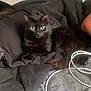 black_cat, cat, pet, animal, green_eyes, fur, blanket, bed, indoor, cozy, resting, domestic_cat, lying_down, close_up, feline, relaxed, sleep_area, cable, cord, clutter