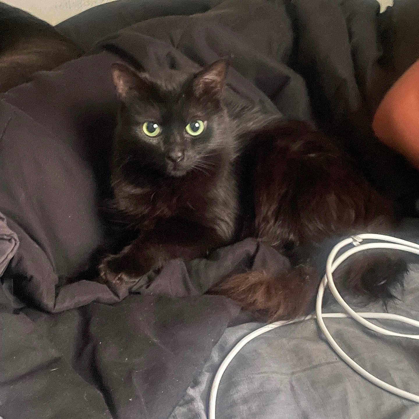 Onyx is registered to the contest to win money with this photo: animal, bed, black_cat, blanket, cable, cat, close_up, clutter, cord, cozy, domestic_cat, feline, fur, green_eyes, indoor, lying_down, pet, relaxed, resting, sleep_area