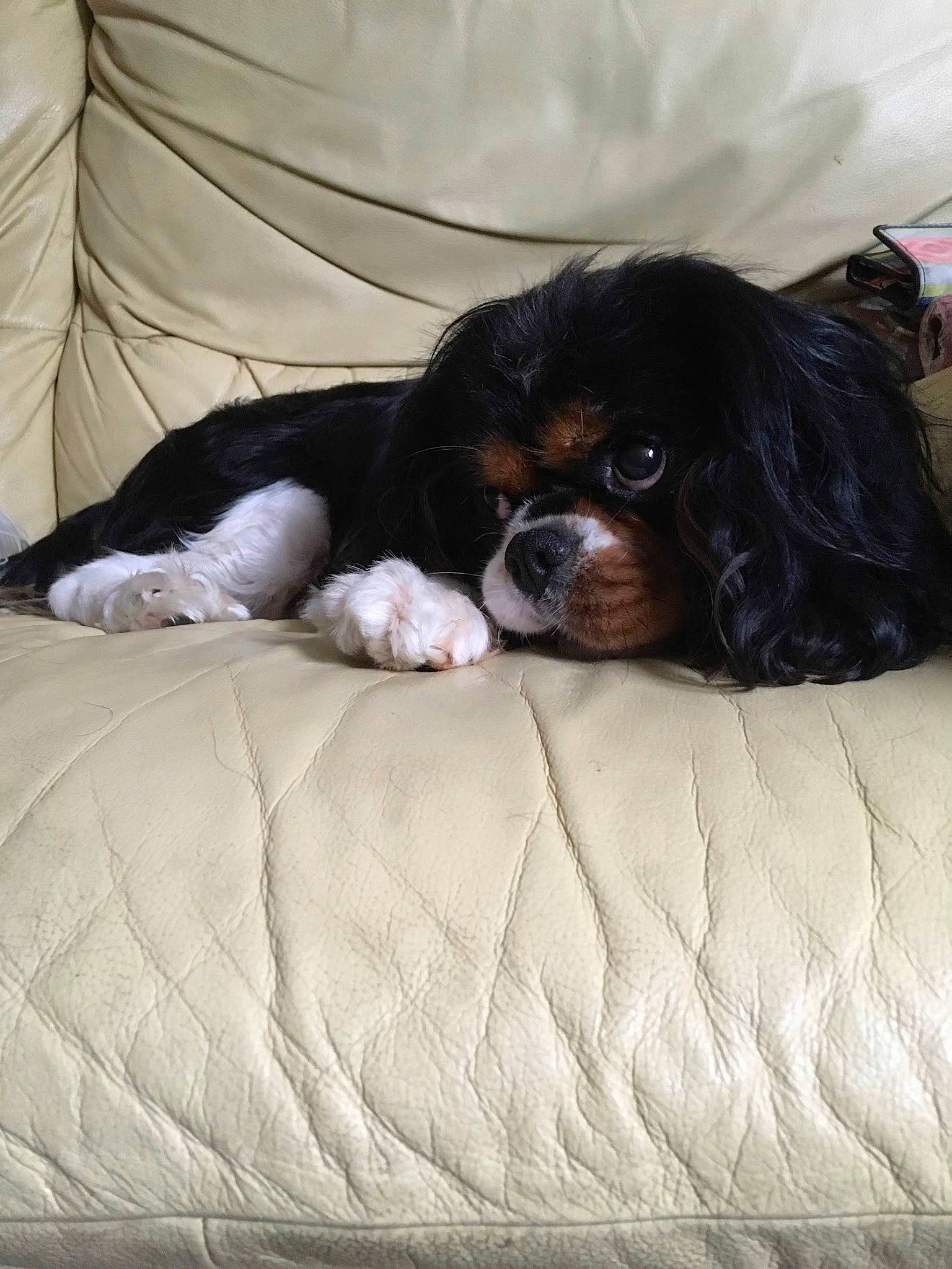Chaz is registered to the contest to win money with this photo: bored, canidae, carnivore, cavalier_king_charles_spaniel, comfort, companion_dog, dog, dog_breed, dog_supply, door, fawn, fur, king_charles_spaniel, liver, snout, spaniel, sporting_group, terrestrial_animal, toy_dog, working_animal