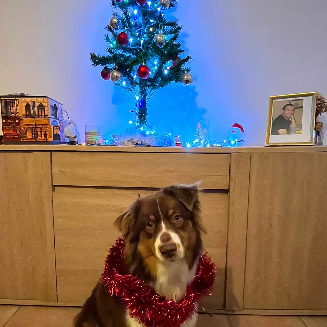 Gaïa participe au concours pour gagner de l'argent avec cette photo : accessories, animal, architecture, building, canine, christmas, christmasdecorations, christmastree, dog, face, festival, flower, flowerarrangement, head, husky, person, pet, plant, tree, wood