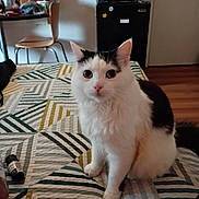 Avatar joined the competition — help win amazing prizes! cat, white_cat, black_and_white, bedspread, patterned_bedspread, indoor, furniture, chair, fridge, microwave, wooden_floor, pet, animal, cute, sitting, looking, household_items, cozy, room, fur