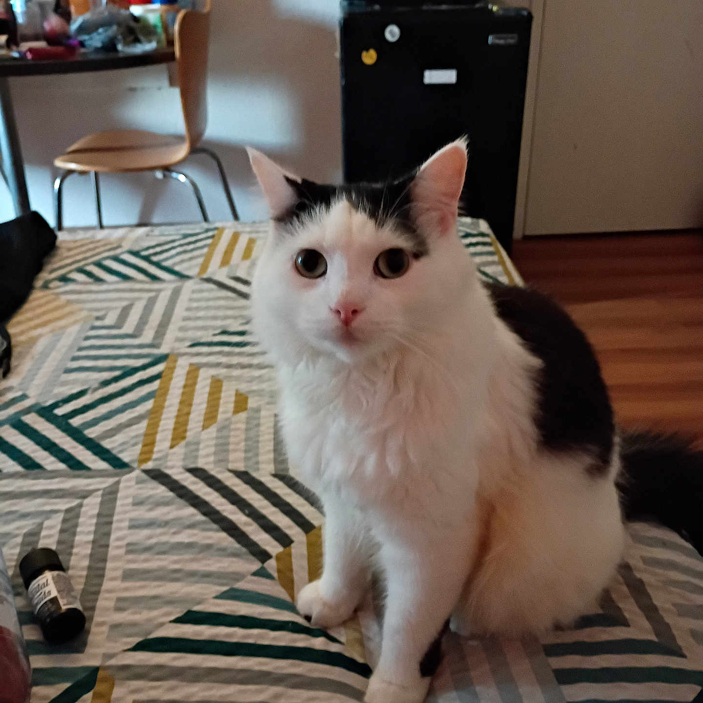 Avatar joined the competition — help win amazing prizes! animal, bedspread, black_and_white, cat, chair, cozy, cute, fridge, fur, furniture, household_items, indoor, looking, microwave, patterned_bedspread, pet, room, sitting, white_cat, wooden_floor