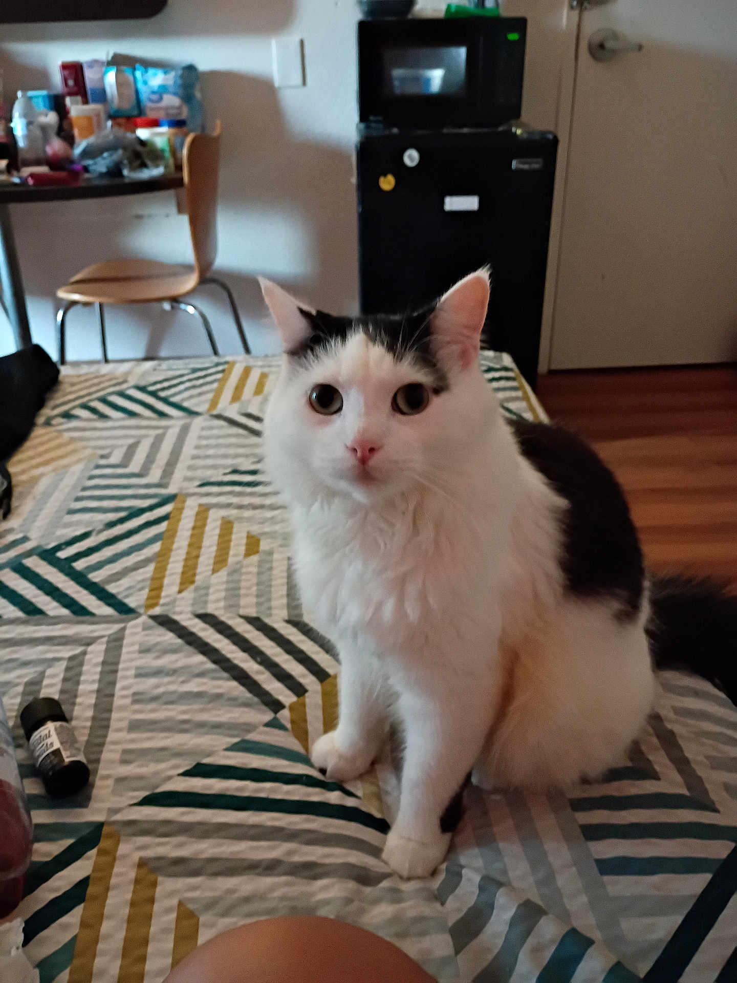 Avatar joined the competition — help win amazing prizes! cat, white_cat, black_and_white, bedspread, patterned_bedspread, indoor, furniture, chair, fridge, microwave, wooden_floor, pet, animal, cute, sitting, looking, household_items, cozy, room, fur