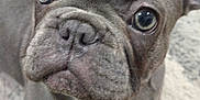 Simon is registered to the contest to win money with this photo: dog, french_bulldog, close_up, pet, canine, wrinkles, eyes, snout, ears, carpet, indoor, animal, mammal, cute, portrait, fur, looking, lying_down, face, domestic