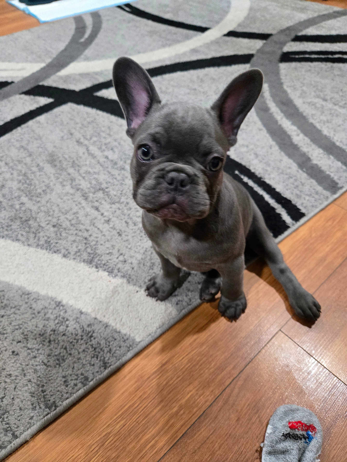 Simon joined the competition — help win amazing prizes! french_bulldog, puppy, dog, indoor, carpet, rug, wooden_floor, pet, canine, ears, sitting, curious, young, animal, domestic, cute, footwear, sock, floor, closeup