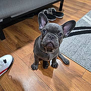 Simon joined the competition — help win amazing prizes! french_bulldog, puppy, dog, pet, indoor, wooden_floor, bed, slippers, ears, sitting, looking_up, collar, curious, cute, floor_rug, home, animal, companion, small_dog, adorable