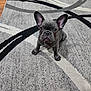 Simon is registered to the contest to win money with this photo: dog, puppy, french_bulldog, pet, indoor, carpet, toy, tennis_ball, ears, cute, animal, floor, wood_floor, looking_up, small_dog, companion, domestic_animal, playful, alert, sitting