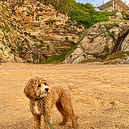 Yoshi is registered to the contest to win money with this photo: adventure, animal, beach, canine, cliff, coastal, curly_fur, daytime, dog, greenery, leash, nature, outdoor, pet, rock, sand, scenic, sky, summer, walking