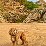 adventure, animal, beach, canine, cliff, coastal, curly_fur, daytime, dog, greenery, leash, nature, outdoor, pet, rock, sand, scenic, sky, summer, walking