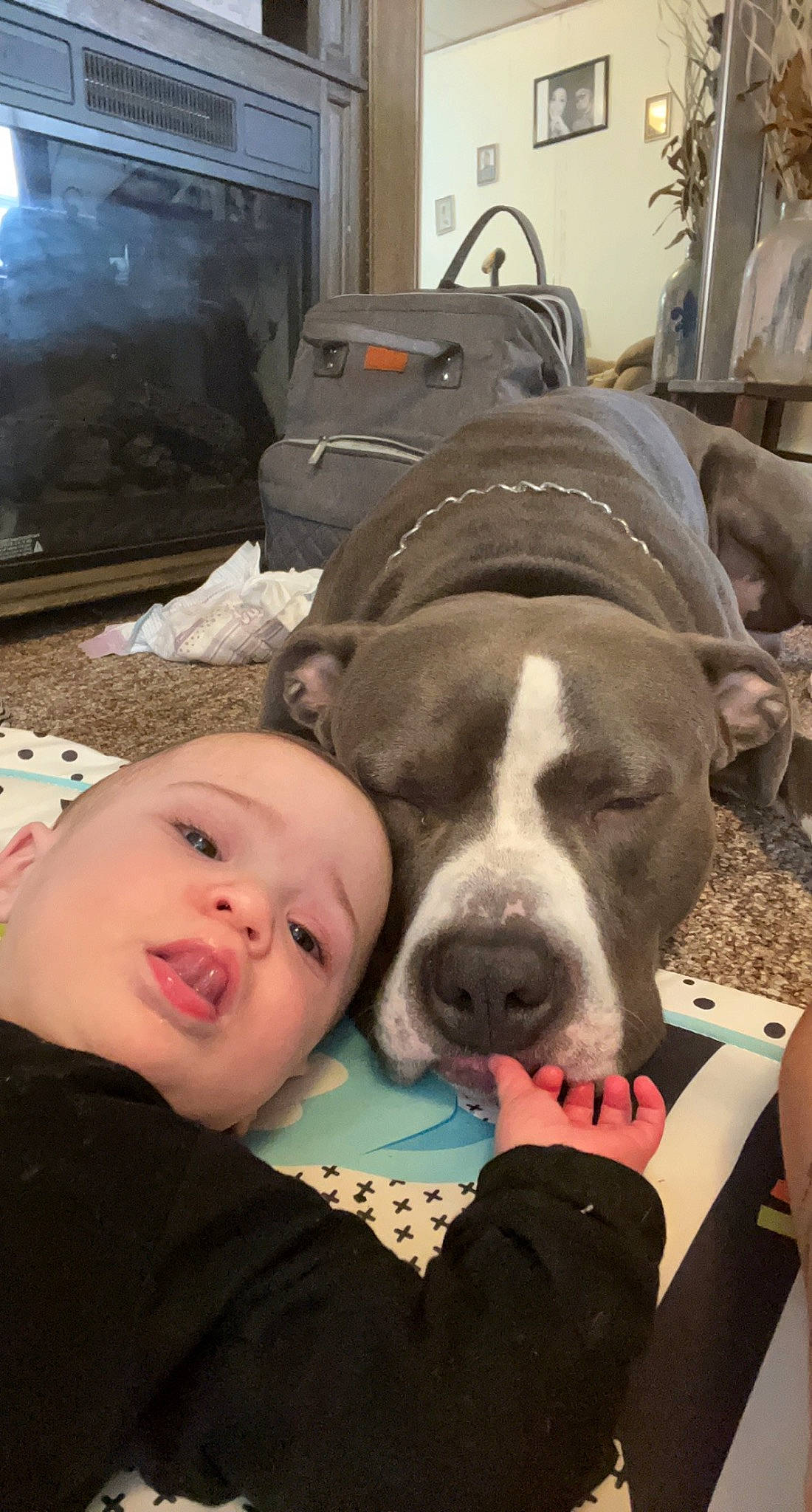 Dallas is registered to the contest to win money with this photo: canidae, carnivore, comfort, companion_dog, dog, dog_breed, fawn, fun, fur, guard_dog, headwear, home_appliance, house, houseplant, person, selfie, smile, snout, sporting_group, television