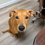 Millie joined the competition — help win amazing prizes! dog, brown_dog, indoor, floor, wood_floor, office_chair, desk, pet, animal, canine, looking_up, ears, nose, whiskers, curious, sitting, closeup, domestic_animal, attention, companion