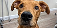 Millie is registered to the contest to win money with this photo: dog, brown_dog, pet, collar, indoor, floor, wooden_floor, close_up, animal, canine, ears, nose, whiskers, eyes, sitting, office, whiteboard, background, curious, domestic_animal