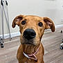 dog, brown_dog, pet, collar, indoor, floor, wooden_floor, close_up, animal, canine, ears, nose, whiskers, eyes, sitting, office, whiteboard, background, curious, domestic_animal