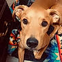Millie is registered to the contest to win money with this photo: dog, pet, indoor, blanket, floor, brown_dog, canine, curious, close_up, looking_up, ears, snout, whiskers, home, cozy, heart, colorful, patterned_blanket, cute, animal