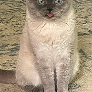 Ting is registered to the contest to win money with this photo: blue_eyes, carpet, cat, closeup, cream_fur, cute, feline, floor, fluffy, front_paws, funny, gray_fur, indoor, kitten, pet, pointed_ears, portrait, sitting, tongue_out, whiskers