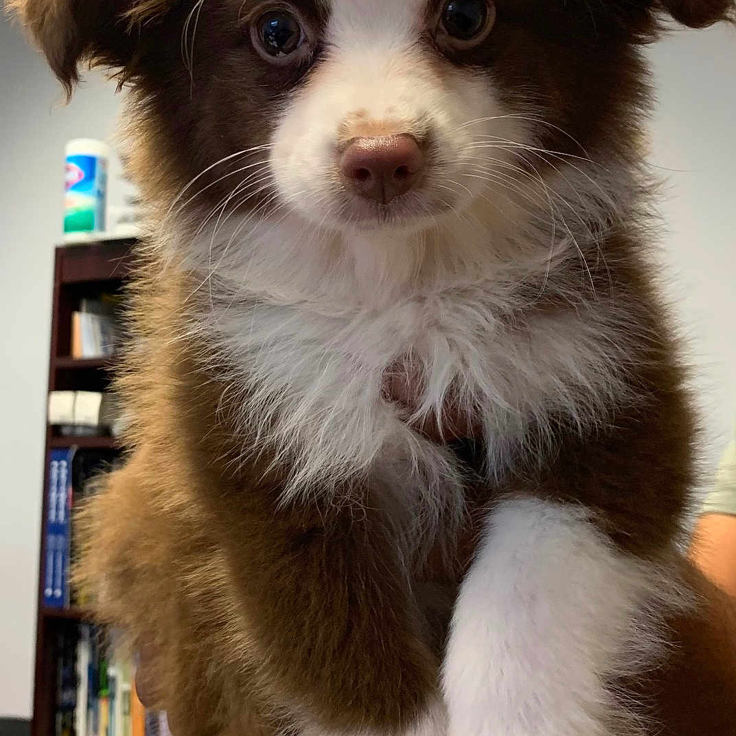 Jax joined the competition — help win amazing prizes! animal, bookshelf, brown, closeup, cute, dog, eyes, face, fluffy, fur, hand, indoor, office, paw, person, pet, puppy, shelf, sitting, white