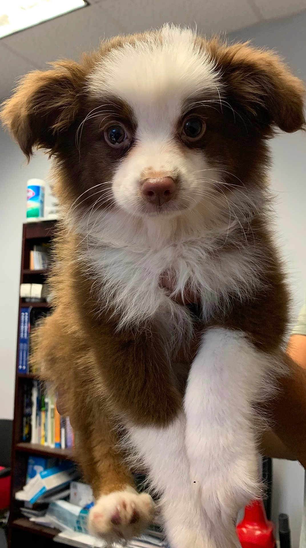 Jax joined the competition — help win amazing prizes! puppy, dog, brown, white, fluffy, indoor, closeup, pet, cute, animal, fur, eyes, face, paw, hand, office, bookshelf, shelf, sitting, person
