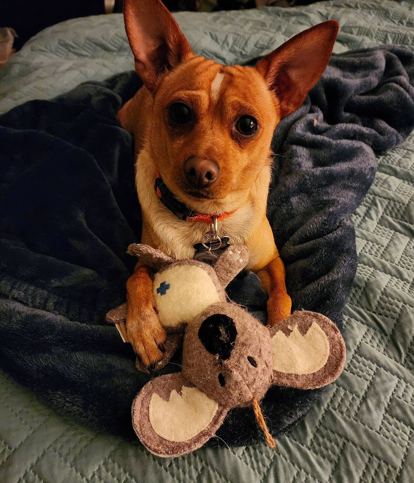 Jonah is registered to the contest to win money with this photo: ancient_dog_breeds, canidae, carnivore, comfort, companion_dog, corgi_chihuahua, dog, dog_bed, dog_breed, dog_clothes, dog_supply, ear, fawn, fur, paw, sporting_group, terrestrial_animal, toy_dog, whiskers, working_animal