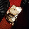 dog, pet, brown_coat, white_snout, collar, carpet, indoor, looking_up, attentive, animal, mammal, ears, paws, floor, domestic_animal, companion, portrait, lighting, shadow, background