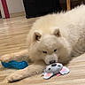 dog, white_dog, fluffy, lying_down, pet, animal, toy, plush_toy, mouse_toy, blue_toy, wooden_floor, indoor, home, living_room, speaker, furniture, basket, relaxed, cute, playful