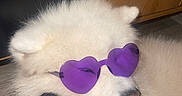 Vodou participe au concours pour gagner de l'argent avec cette photo : dog, white_dog, fluffy, sunglasses, purple_sunglasses, heart_shaped, pet, animal, portrait, close_up, lying_down, relaxed, funny, fashionable, cute, fur, nose, tongue, indoor, wooden_background