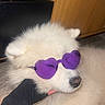 dog, white_dog, fluffy, sunglasses, purple_sunglasses, heart_shaped, pet, animal, portrait, close_up, lying_down, relaxed, funny, fashionable, cute, fur, nose, tongue, indoor, wooden_background
