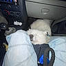 puppy, dog, white_fur, fluffy, sleeping, closed_eyes, pet, animal, car, interior, dashboard, glove_compartment, steering_wheel, gear_shift, driver, jeans, lap, collar, portrait, cute