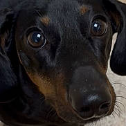 Oliver joined the competition — help win amazing prizes! dog, close_up, black_dog, pet, animal, canine, floor, tile, cute, face, nose, eyes, whiskers, indoor, looking_up, fur, muzzle, ears, companion, domestic_animal