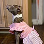 Diamond joined the competition — help win amazing prizes! dog, pet, pink_dress, clothing, indoor, wooden_floor, cabinet, brown_dog, sitting, side_view, cute, animal, domestic, furniture, looking_up, ruffled_sleeves, plaid_skirt, household, obedient, portrait