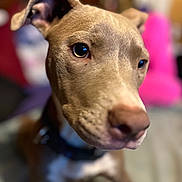 Diamond joined the competition — help win amazing prizes! dog, close_up, pet, animal, ears, eyes, brown, collar, indoor, blurred_background, curious, domestic_animal, snout, fur, portrait, mammal, canine, focus, soft_light, nose