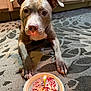Diamond is registered to the contest to win money with this photo: dog, birthday_cake, candle, carpet, indoor, pet, animal, kitchen, floor, celebration, cute, brown_dog, small_cake, icing, sprinkles, plate, lighting, looking, close_up, paws