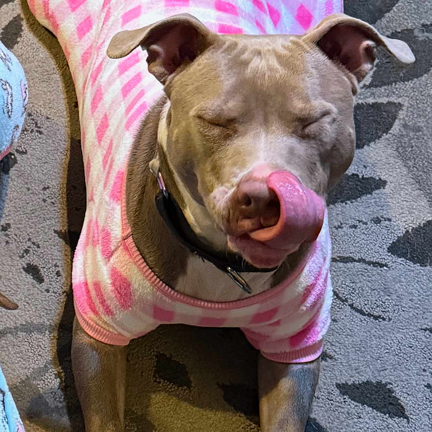 Diamond is registered to the contest to win money with this photo: animal, carpet, closed_eyes, cozy, cute, dog, domestic_animal, funny_expression, indoor, lying_down, mammal, patterned_floor, paws, pet_clothing, pink_onesie, relaxed, sleepy, snoopy, tongue_out, woodstock
