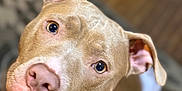 Diamond joined the competition — help win amazing prizes! dog, pitbull, pet, animal, close_up, curious, brown_fur, collar, indoor, floor, head_tilt, ears, portrait, canine, looking_up, domestic_animal, fur, whiskers, nose, eyes
