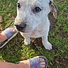 Hondo is registered to the contest to win money with this photo: animal, candid, close_up, curious, dog, ears, eyes, grass, ground, human_feet, nose, outdoor, paws, pet, playful, portrait, puppy, sandals, sitting, white_dog