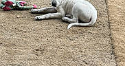 Hondo joined the competition — help win amazing prizes! animal, carpet, colorful_toys, daylight, dog, dog_toys, ground, looking_at_camera, lying_down, outdoor, patio, pet, plush_toy, puppy, relaxed, rope_toy, rug, white_dog, wooden_beam, yard