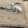 animal, carpet, colorful_toys, daylight, dog, dog_toys, ground, looking_at_camera, lying_down, outdoor, patio, pet, plush_toy, puppy, relaxed, rope_toy, rug, white_dog, wooden_beam, yard