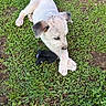 animal, black_sock, clover, curled_tail, cute, dirt, dog, floppy_ears, garden, grass, lawn, lying_down, natural_light, outdoor, overhead_view, paw, pet, playful, puppy, white_dog