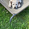 Hondo is registered to the contest to win money with this photo: animal, canine, chair, cute, daisy, dog, flowers, garden, grass, lawn, lounger, lying_down, outdoor, pet, portrait, puppy, relaxed, sleeping, sunlight, white_dog
