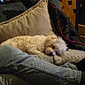 animal, blanket, brown_patches, christmas_lights, couch, cozy, dog, fluffy, home, indoors, jacket, nap, pet, pillow, portrait, relaxed, sleeping, small_dog, warm_lighting, white_fur
