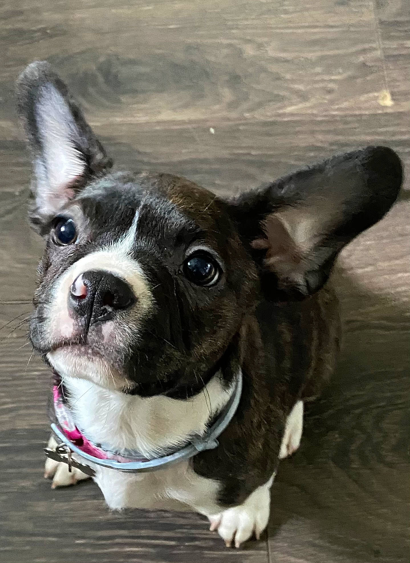 Zip joined the competition — help win amazing prizes! boston_terrier, canidae, carnivore, collar, companion_dog, dog, dog_breed, dog_collar, ear, eye, fawn, fur, human_body, leash, pet_supply, plant, snout, sporting_group, whiskers, working_animal