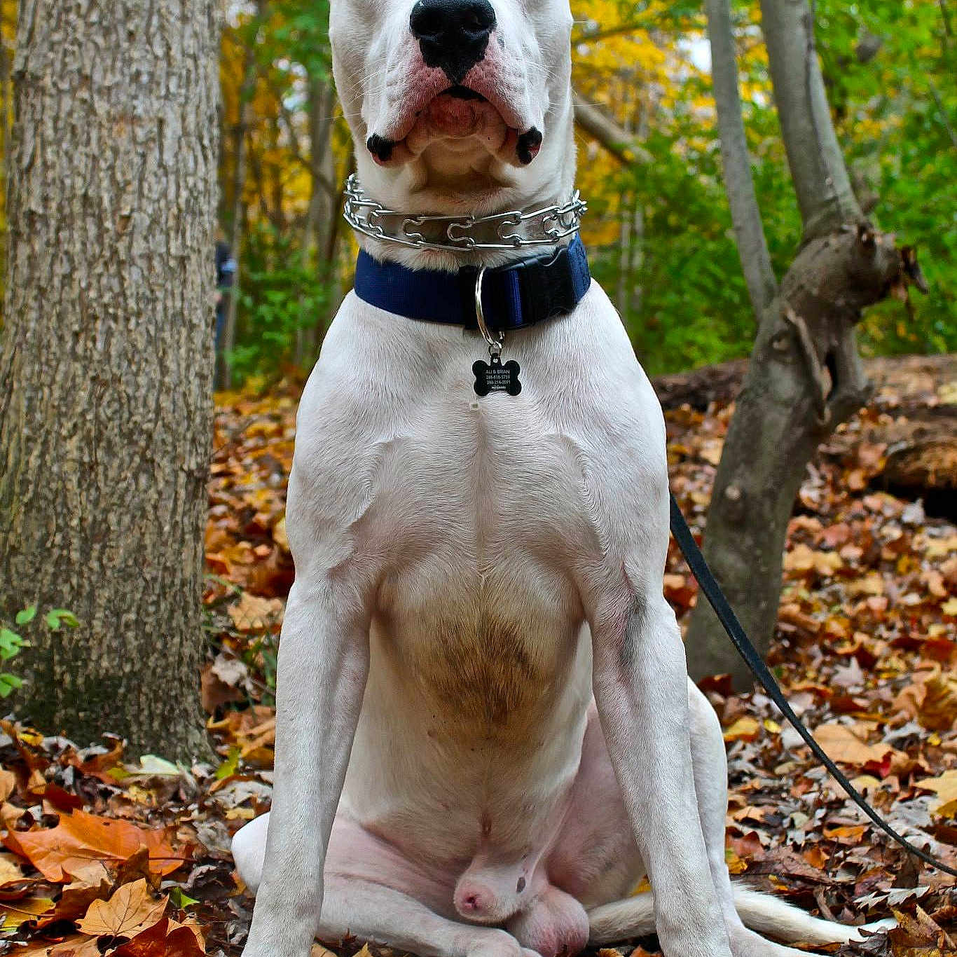 Apollo is registered to the contest to win money with this photo: