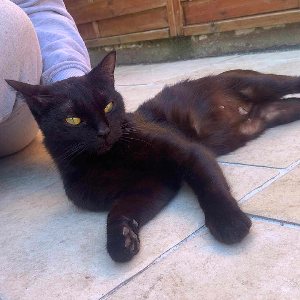 Butters a rejoint le concours — aidez-le/la à gagner de superbes lots ! animal, black_cat, casual, cat, clothing, companion, feline, fur, home, lying_down, outdoor, paw, person, pet, relaxed, resting, sunlight, tiled_floor, wooden_fence, yellow_eyes
